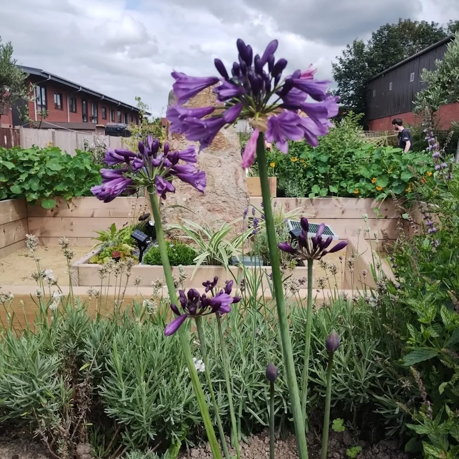 click to see larger image agapanthus and fennel in the newbold community growing together community garden