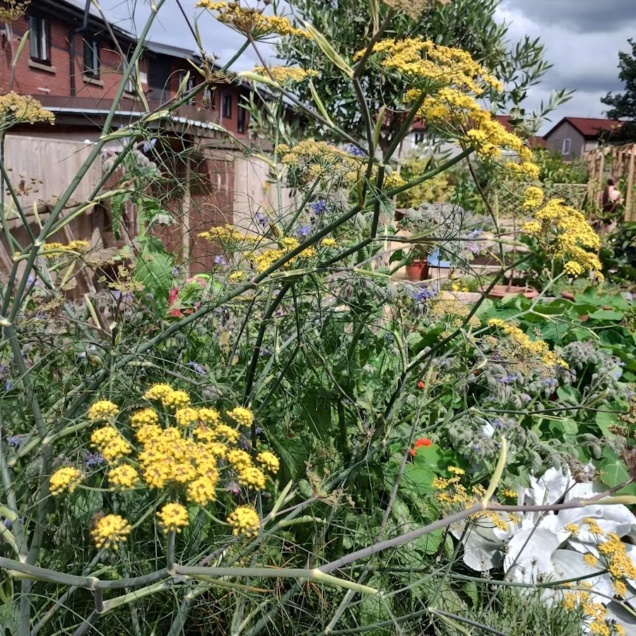 click to see larger image agapanthus and fennel in the newbold community growing together community garden