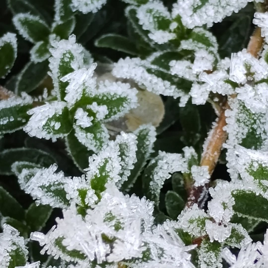 click to see larger image beautiful frozen garden