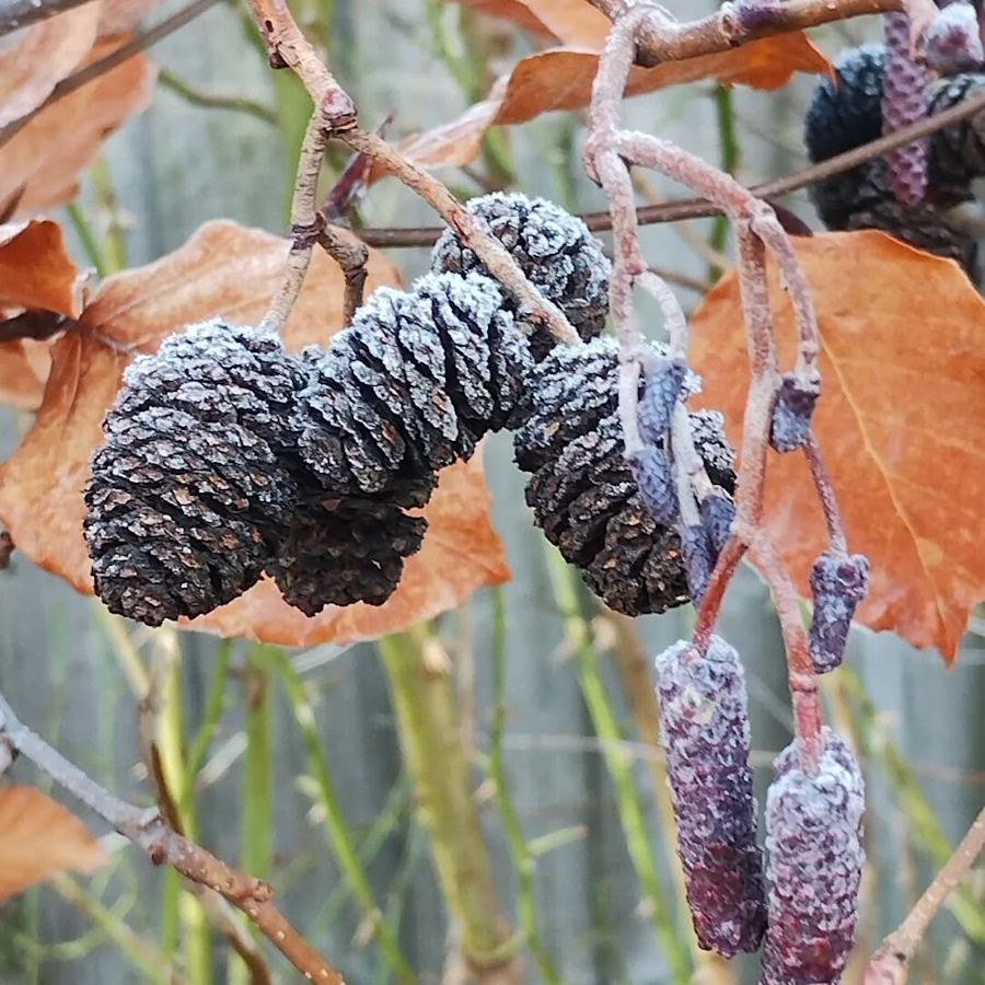 click to see larger image beautiful frozen garden