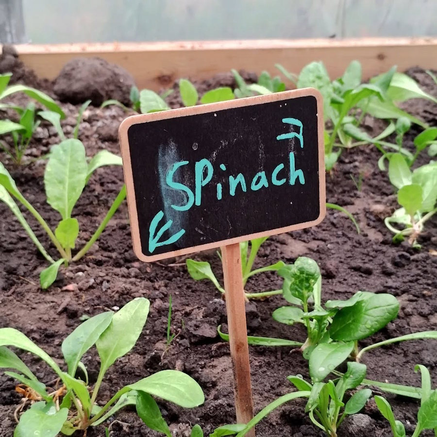 click to see larger image cleared out the polytunnel