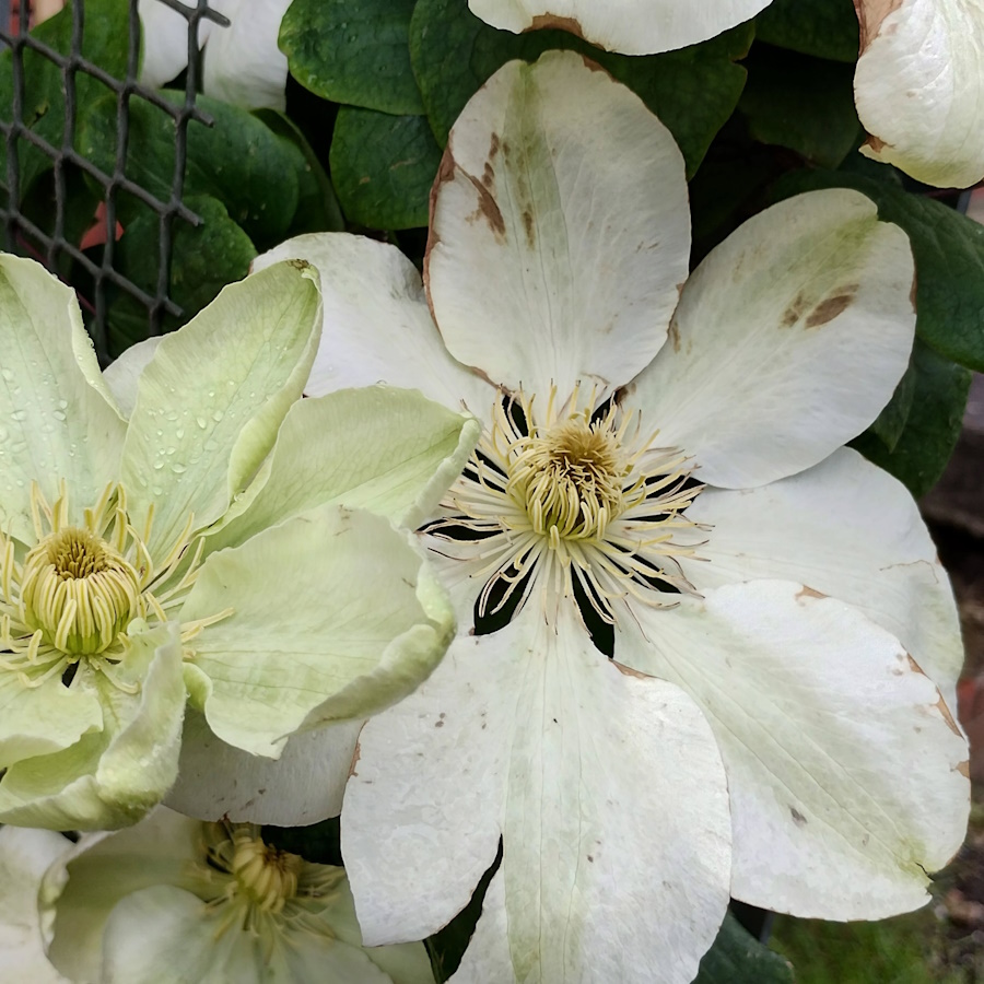 click to see more photographs Clementis and Herbs in the Community Garden.