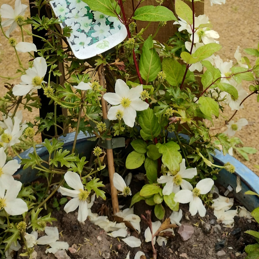 click to see more photographs Clementis and Herbs in the Community Garden.