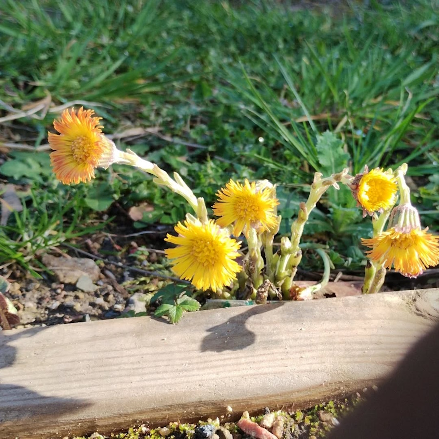 click to see larger image Coltsfoot and Marsh Marigolds Flowering