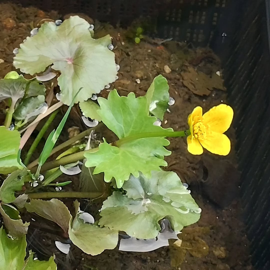 click to see larger image Coltsfoot and Marsh Marigolds Flowering