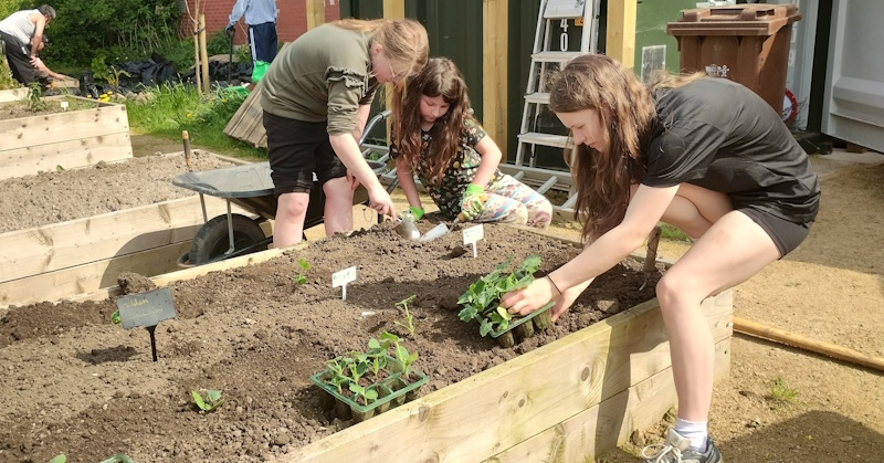 click to see larger image Courgettes all planted out in the Community Garden.
