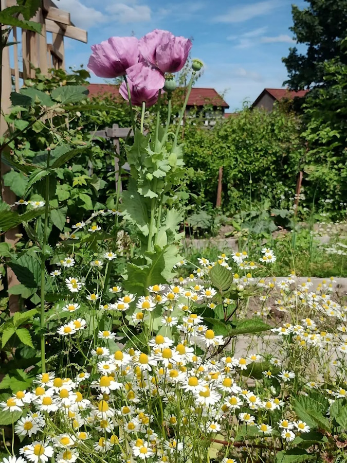 click to see more images Enjoying the flowers in the Community Garden.