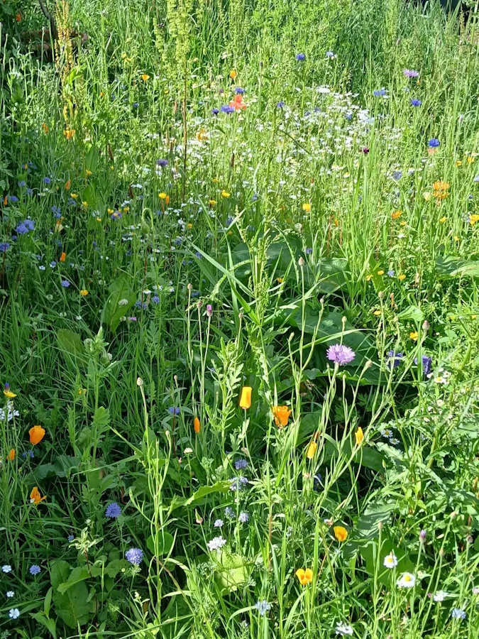click to see more images Enjoying the flowers in the Community Garden.