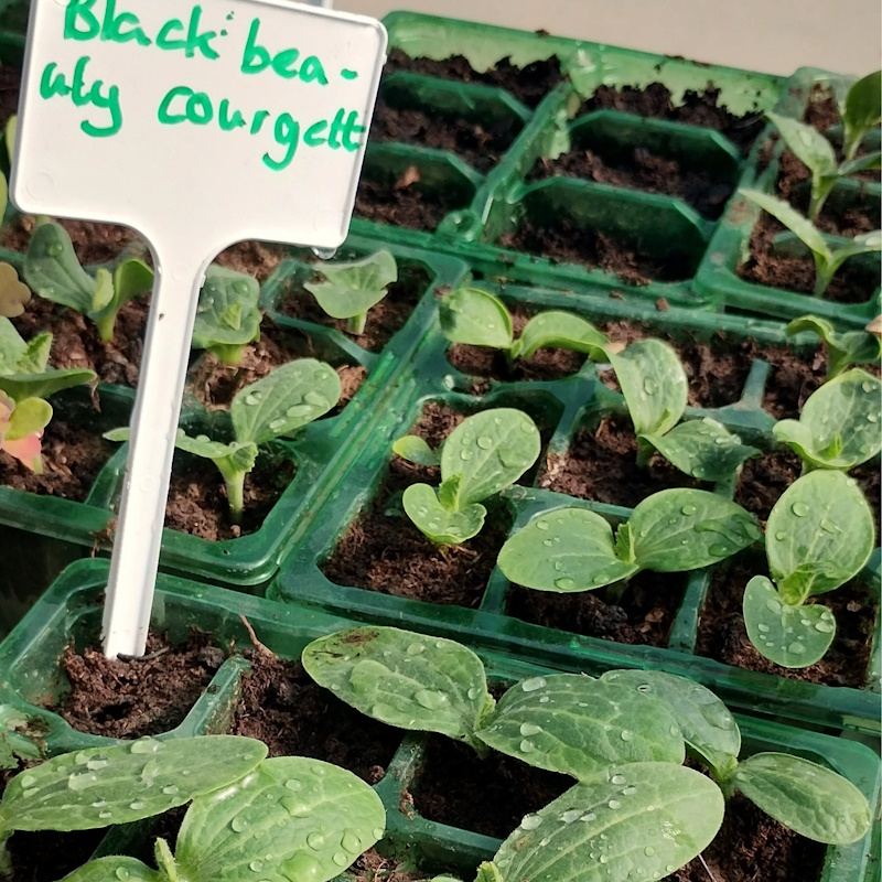 click to see more images Lots of seedlings in the Community Garden.