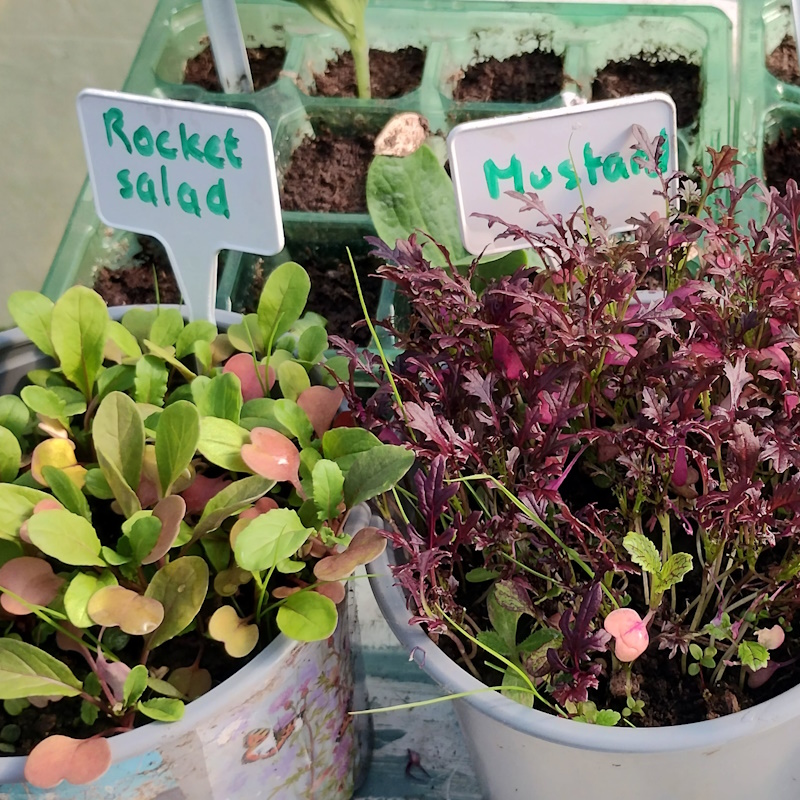click to see more images Lots of seedlings in the Community Garden.