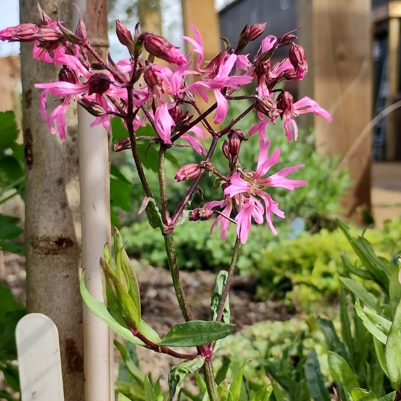 click to see larger image Lovely to see Ragged robin, cowslips and dandelions all flowering today at the garden.