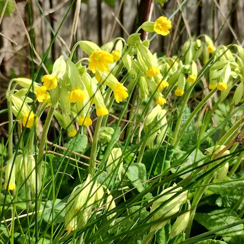 click to see larger image Lovely to see Ragged robin, cowslips and dandelions all flowering today at the garden.