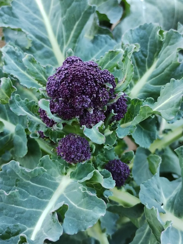 click to see larger image quick visit to garden