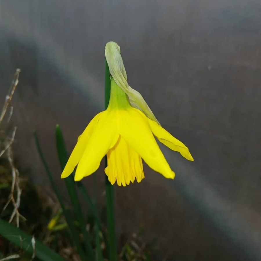 click to see larger image Spring flowers starting to bloom