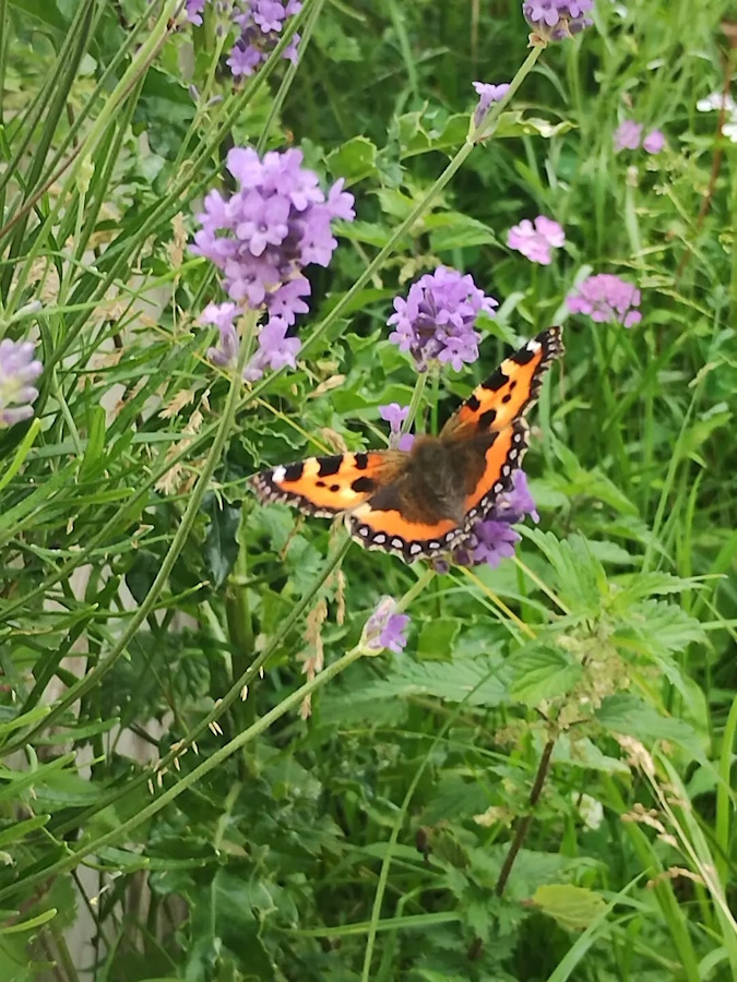 click to see more imagess The Insects enjoying the Community Garden.