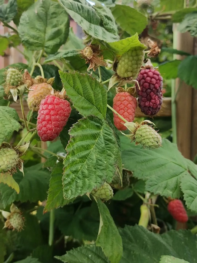 click to see more imagess The Insects enjoying the Community Garden.