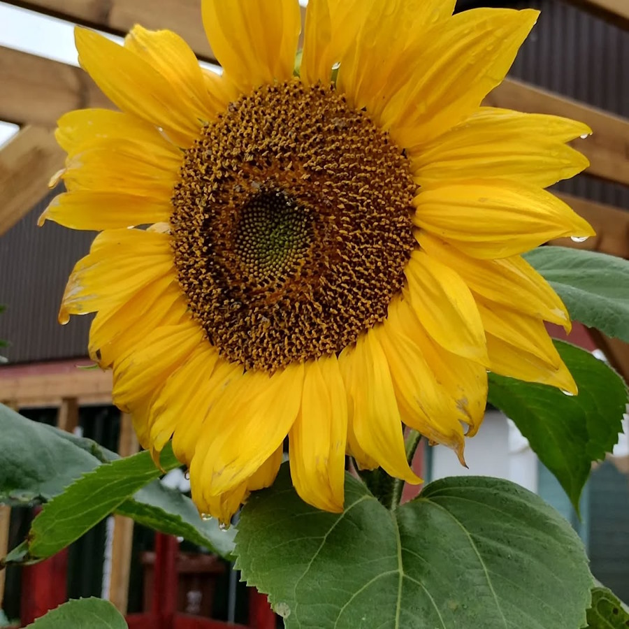 click to see larger image tidying the polytunnel in the community garden