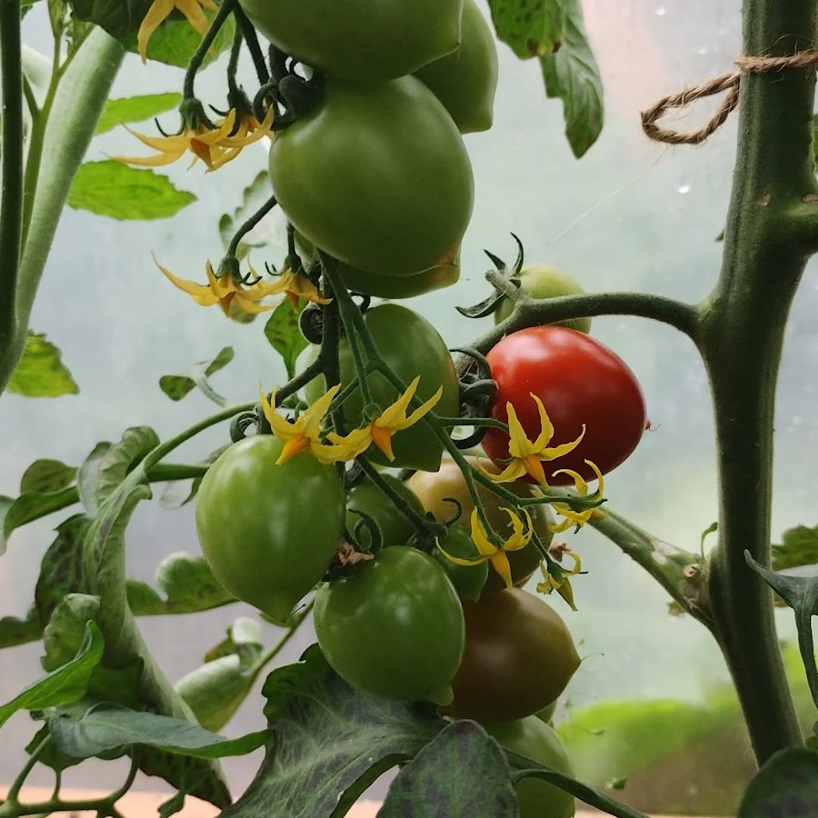 click to see larger image tidying the polytunnel in the community garden